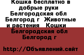 Кошка бесплатно в добрые руки - Белгородская обл., Белгород г. Животные и растения » Кошки   . Белгородская обл.,Белгород г.